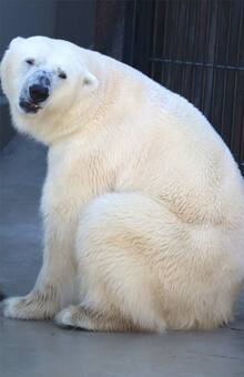 上野動物園開園140周年 知ってた お値段 ホッキョクグマは1億円越え ライオンは仰天の価格 週刊女性prime