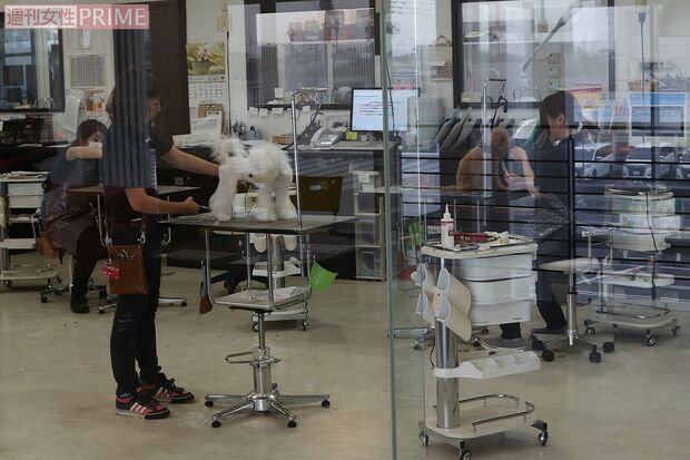 客からもトリミングの現場が見やすくするなど細かい配慮が