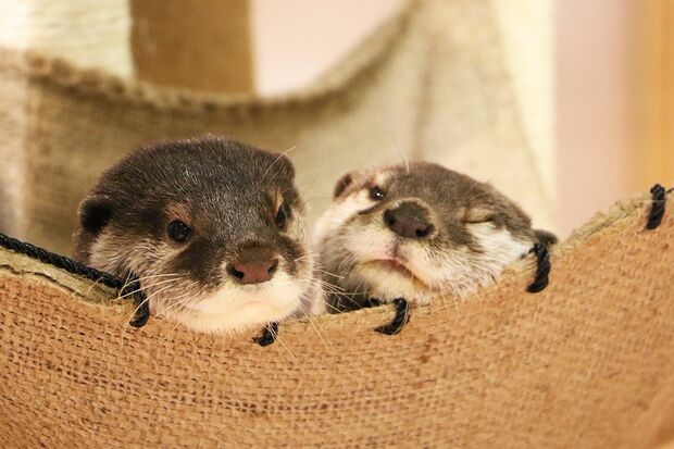 ムギ＆ムーア（コツメカワウソ）＠横浜・八景島シーパラダイス