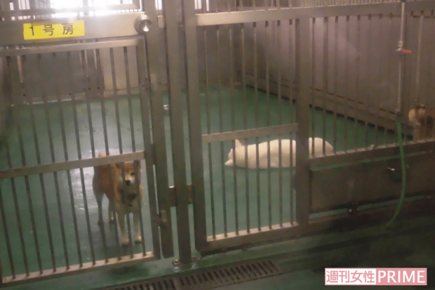 神奈川県動物保護センターの犬舎。過去にはたくさんの犬が収容され、処分機へ送られた