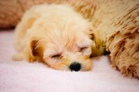 【心理診断】子犬につける名前でわかる!   あなたの奥底に眠る異性の好みとは?