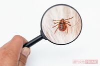 秋こそ注意!病院清掃のプロに聞いた「秋ダニ」撃退法と絶対にやってはダメな行為