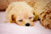 【心理診断】子犬につける名前でわかる! あなたの奥底に眠る異性の好みとは?