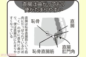 直腸は曲がっており便がたまりやすい　イラスト／やまだやすこ