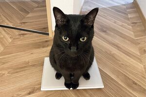 SNSで大人気の黒ねこ・ろんさん