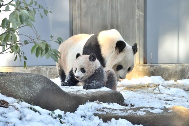 生まれてから半年が過ぎ、母のシンシンと一緒に雪が降った屋外運動場へ。全然、怖がったりせず、シャンシャンが雪を口に含む場面も　写真／（公財）東京動物園協会