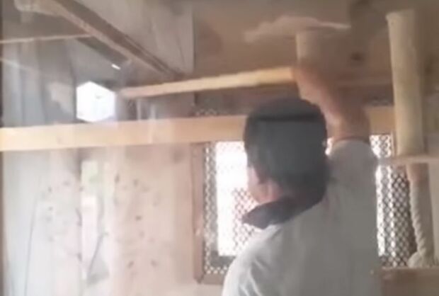 木製の棒でしつこく猫を叩くNPO法人の理事長（LIA提供）