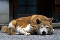 《新型コロナ》動物にも検査・隔離が必要?人からペットへの感染リスク