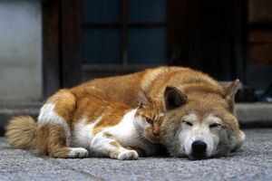 犬や猫は人間に最も身近な動物たちだけに心配（写真はイメージ）