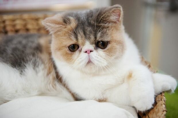 篠原涼子、斎藤工、谷原章介もメロメロになるあのキャスト