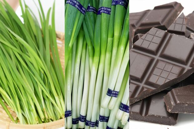 人間が食べられても犬にとっては毒になる食べ物は多い。ニラやネギ、チョコレートなどはその代表格。香辛料や人間用の牛乳や生卵、生野菜なども注意したほうがいい