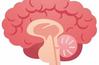 「脳の99%は使われてないはウソ?」脳にまつわるウソホント