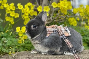 うさぎの散歩“うさんぽ”中のもずく。年に数回、季節がいいときにする。（C）ひぐち君