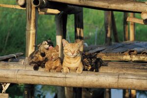 『劇場版岩合光昭の世界ネコ歩き　あるがままに、水と大地のネコ家族』