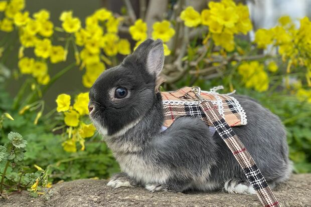 うさぎの散歩“うさんぽ”中のもずく。年に数回、季節がいいときにする。（C）ひぐち君