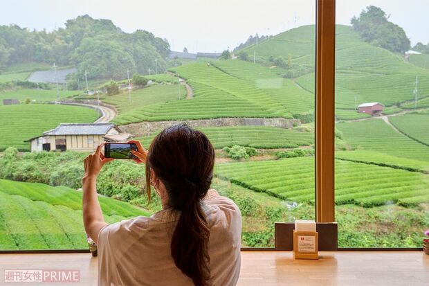 雨が降っても美しい茶畑を目に焼き付けて！（撮影／山田智絵）