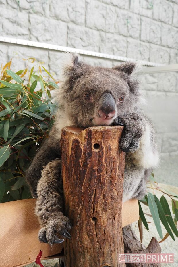 みどり・25歳・メス