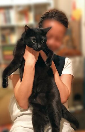 9歳になるオスの黒ねこ（去勢済み）を飼育中のA・Kさん（40歳）