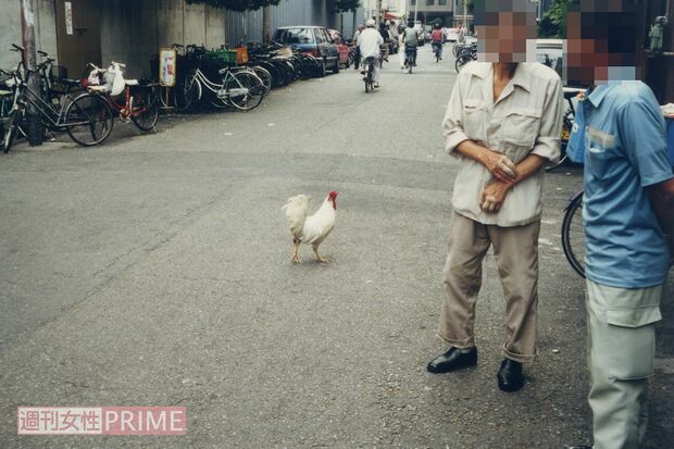 西成の街中の様子。オッサンたちに混じってなぜかニワトリが歩いている　写真提供／村田らむ氏