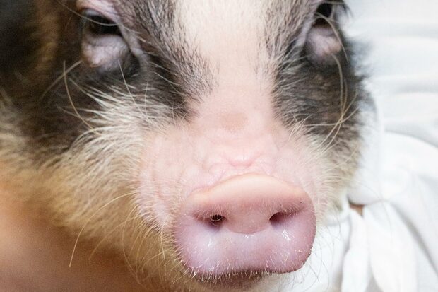 つい触りたくなる鼻はツヤツヤでぷにぷに! 上のほうがちょっと硬めなのは、鼻で地面を掘る「鼻掘り」の習性があるから