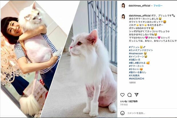 大地真央が飼っているメインクーンのブリュレくん。カットした姿（大地真央のインスタグラムより）