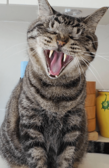 「この子は東日本大震災のとき、被災地から迎えた猫です」膝にいる月子