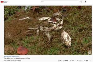 ’22年1月、テキサス州で“魚の雨”が降ったこと伝えるアメリカのニュース（Youtubeより）