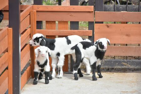 伊豆シャボテン公園 一番人気のパンダヤギの双子ちゃん