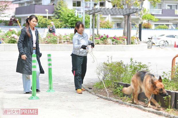 弟子の家村さんとシェパードのウミ。匂いを覚えさせて探す捜索訓練の様子　撮影／渡邉智裕