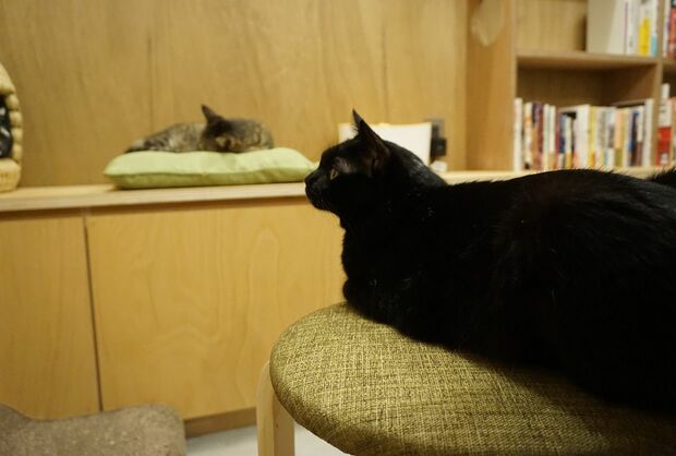 『Cat's Meow Books』