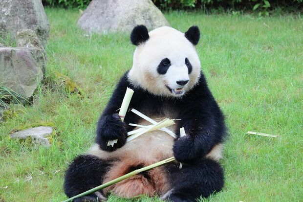 彩浜　さいひん（撮影／二木繁美）