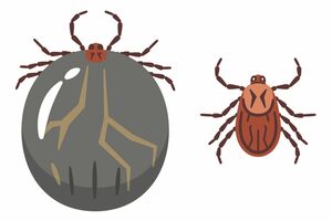 こんなにふくらむ！左が吸血したあとのマダニ