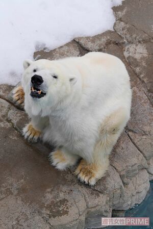 ミユキ・31歳・メス 写真提供/神戸市立王子動物園
