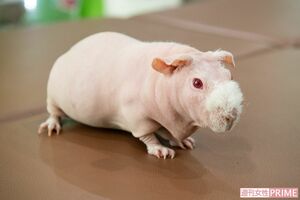 スキニーギニアピッグ