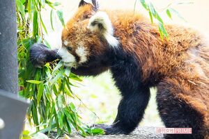 現在の風太くん