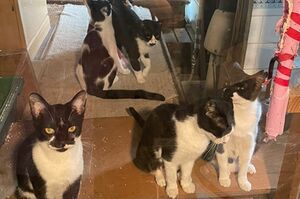 孤独死した男性の自宅に残された猫たち（群馬わんにゃんネットワーク提供）