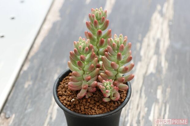 【セダム　オーロラ】プクプクとした葉がかわいいセダムの代表格。丈夫で冬は屋外でも栽培可能。秋の紅葉が美しく、寄せ植えにも◎。