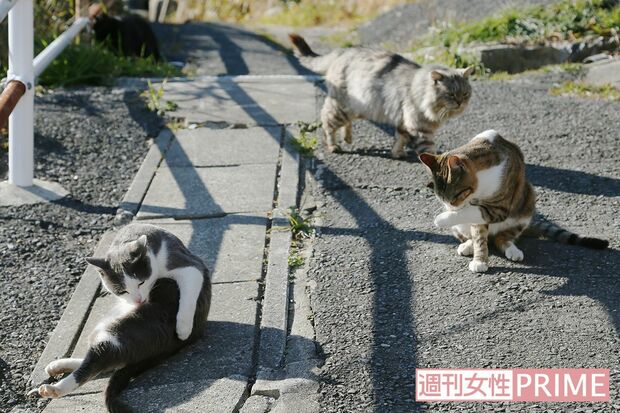 島の坂道の途中でみなさん毛づくろい。気持ちよさそう♪　撮影／齋藤周造