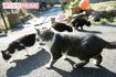 ねこたちの集団を発見！　このあとみんなに囲まれました（笑）　撮影／齋藤周造