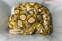 【速報】逃走中のアミメニシキヘビを捕獲「やっぱり屋根裏にいた!」