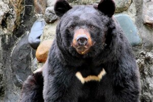 ツキノワグマ