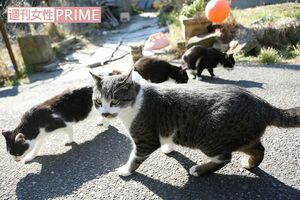 ねこたちの集団を発見! このあとみんなに囲まれました(笑) 撮影/齋藤周造