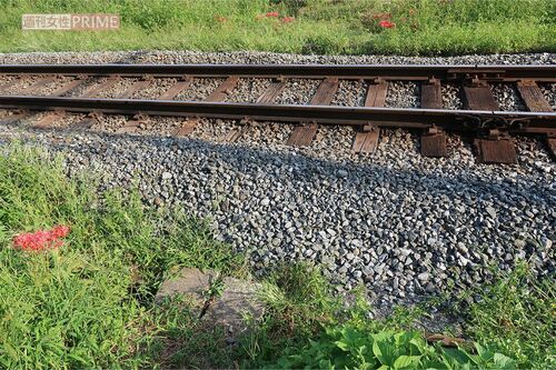 山添議員が横断したと思われる簡易踏切（秩父鉄道敷地外から撮影）