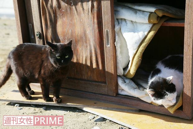 棚に作られたベッドでスヤスヤお昼寝。黒ねこも入りたそう!?　撮影／齋藤周造