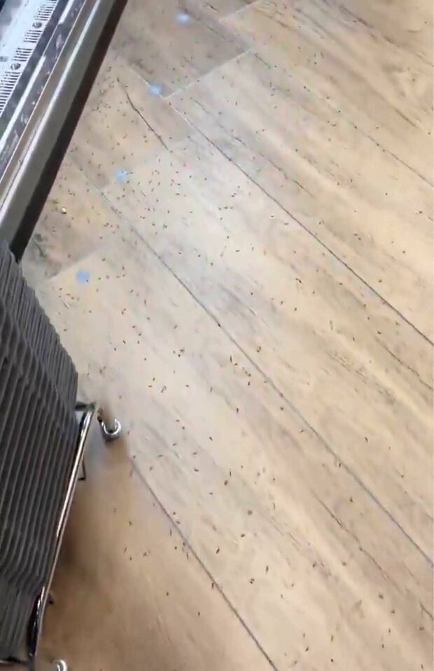 拡散されている映像では、大阪・関西万博の会場にあるコンビニの壁や入口、床、商品棚にもユスリカが集まっていることが確認できる(Xより)