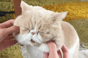 このプニプニ＆モフモフ感がもう最高。　あ～触らせてほしい　(c)ねこ休み美術館