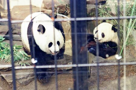 カンカン♂＆ランラン♀（左）　写真／共同通信社