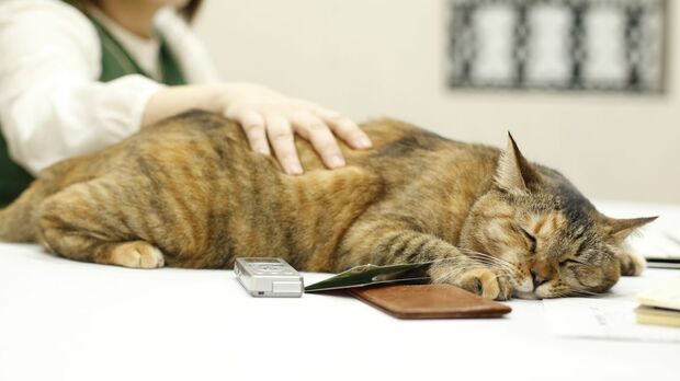 河瀬“首相”になでられ気持ちよさそう。