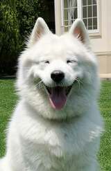 『インハンド』（TBS系）でおなじみのサモン