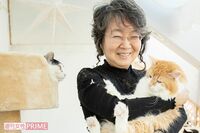 保護猫の未来は「システム」が救う!年間700頭の命をつなぐ女性の “次の夢”